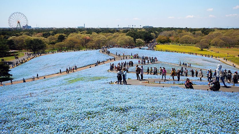 Hitachi Seaside Park by.japan-guide