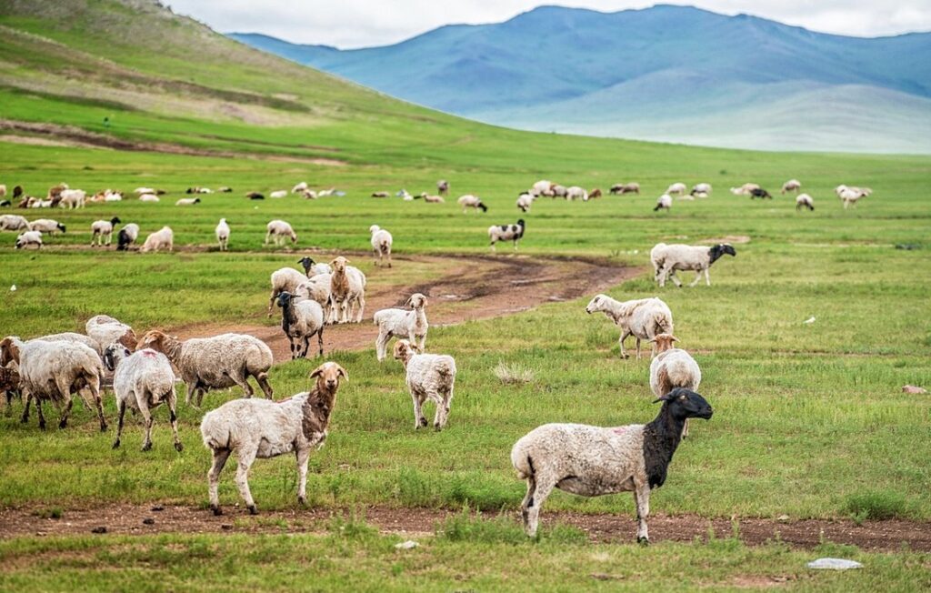 Hustai National Park