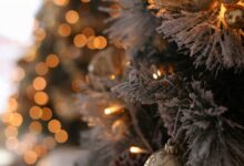 Photo by Valeria Boltneva on Pexels